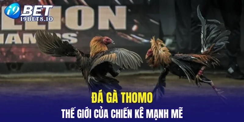 Đá Gà Thomo